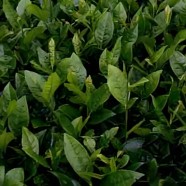 茗丰