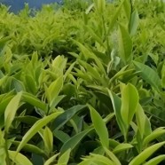 涟茶11号