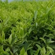 涟茶2号