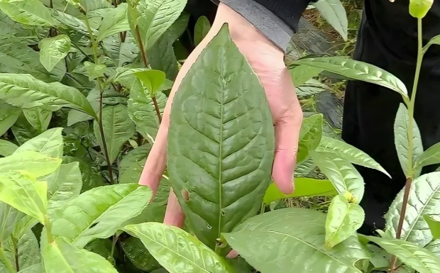 城步峒茶.jpg 城步峒茶.jpg