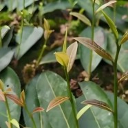 醴陵大叶枇杷茶