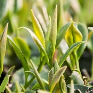 汝城白毛茶