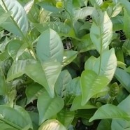 江华甜茶