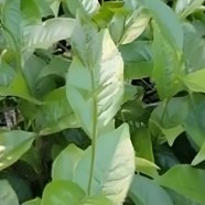 江华苦茶