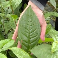 城步峒茶