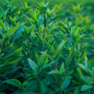 鄂茶3号