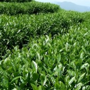 鄂茶1号