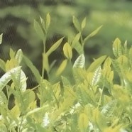 鄂茶4号