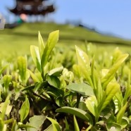 宣恩苔子茶