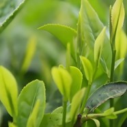 巴东大叶茶