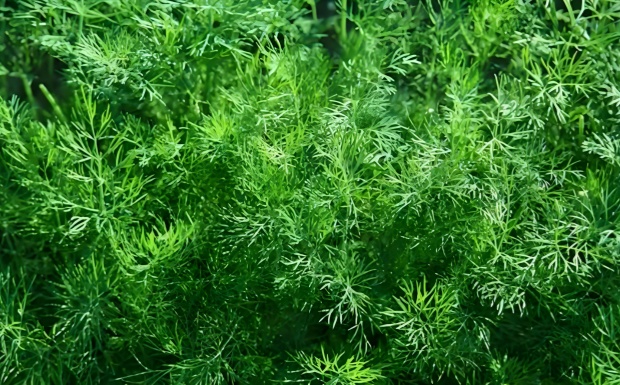 茴香茶.jpg 茴香茶.jpg