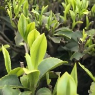 恩施大叶茶