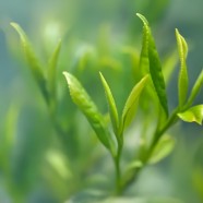 豫绿茶