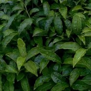 赣茶1号