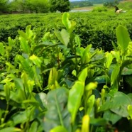 漱口茶