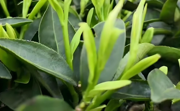 狗牯脑茶.jpg 狗牯脑茶.jpg