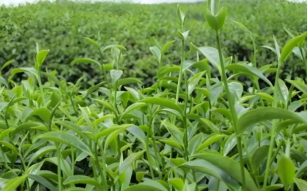 麻姑茶0.jpg 麻姑茶0.jpg