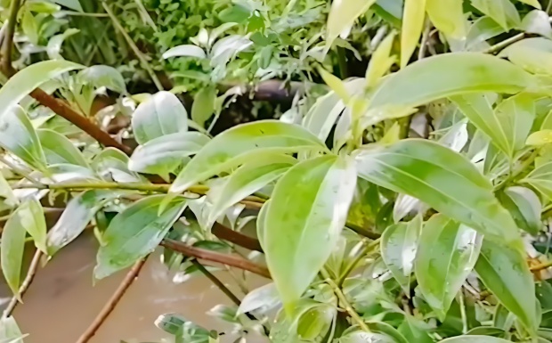 宁州种.jpg 宁州种.jpg