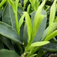 狗牯脑茶