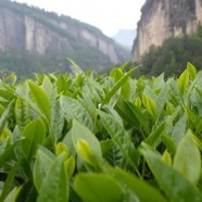 铁罗汉茶
