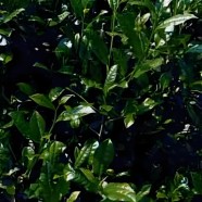 大红袍茶