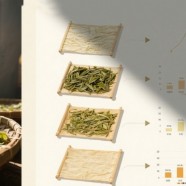 纯日晒白茶好吗？加工工艺流程是什么