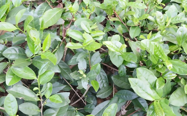 八仙茶