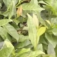 悦茗香