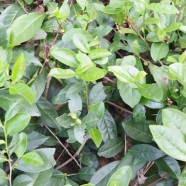 八仙茶