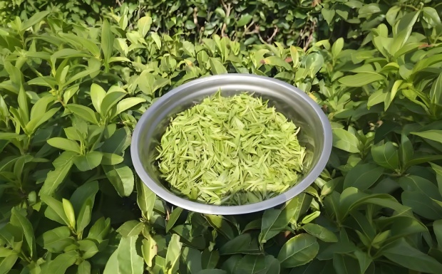 英山云雾茶是什么茶.jpg