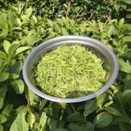英山云雾茶是什么茶