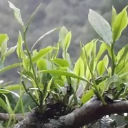 厚叶种
