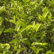 赤叶种