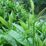 长叶乌龙