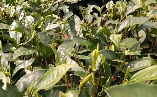 福鼎大毫茶