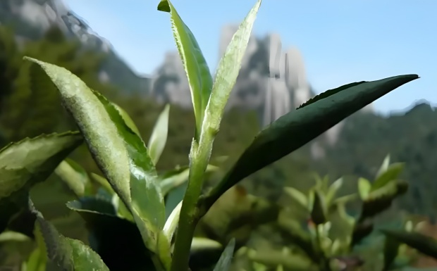 福鼎大白茶