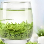 什么是遵义毛峰茶