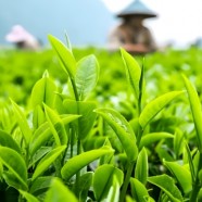 政和大白茶
