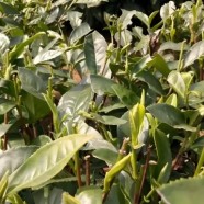 福鼎大毫茶