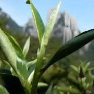 福鼎大白茶
