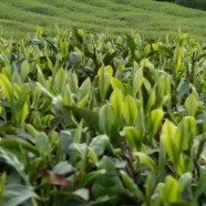 吴山清明茶