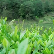 武夷菜茶