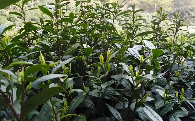 霍山金鸡种