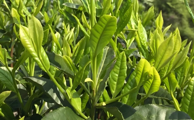 柿大茶