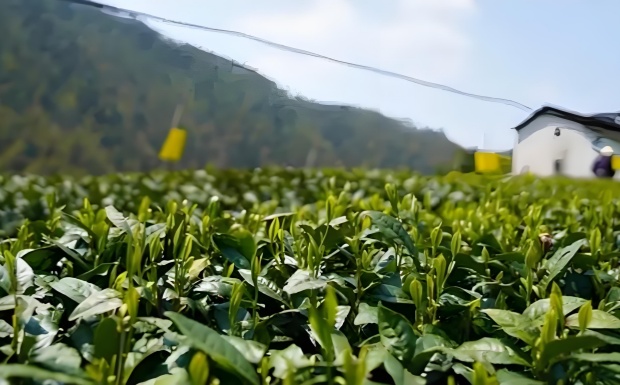 茗洲种.jpg 茗洲种.jpg