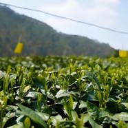 茗洲种