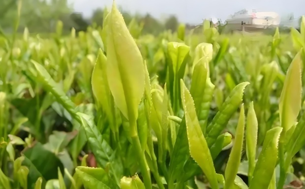 鸠坑种