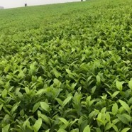 平阳特早茶