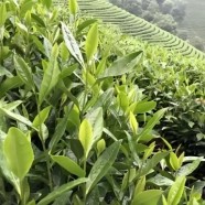 安吉白茶树