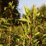 香菇寮白毫